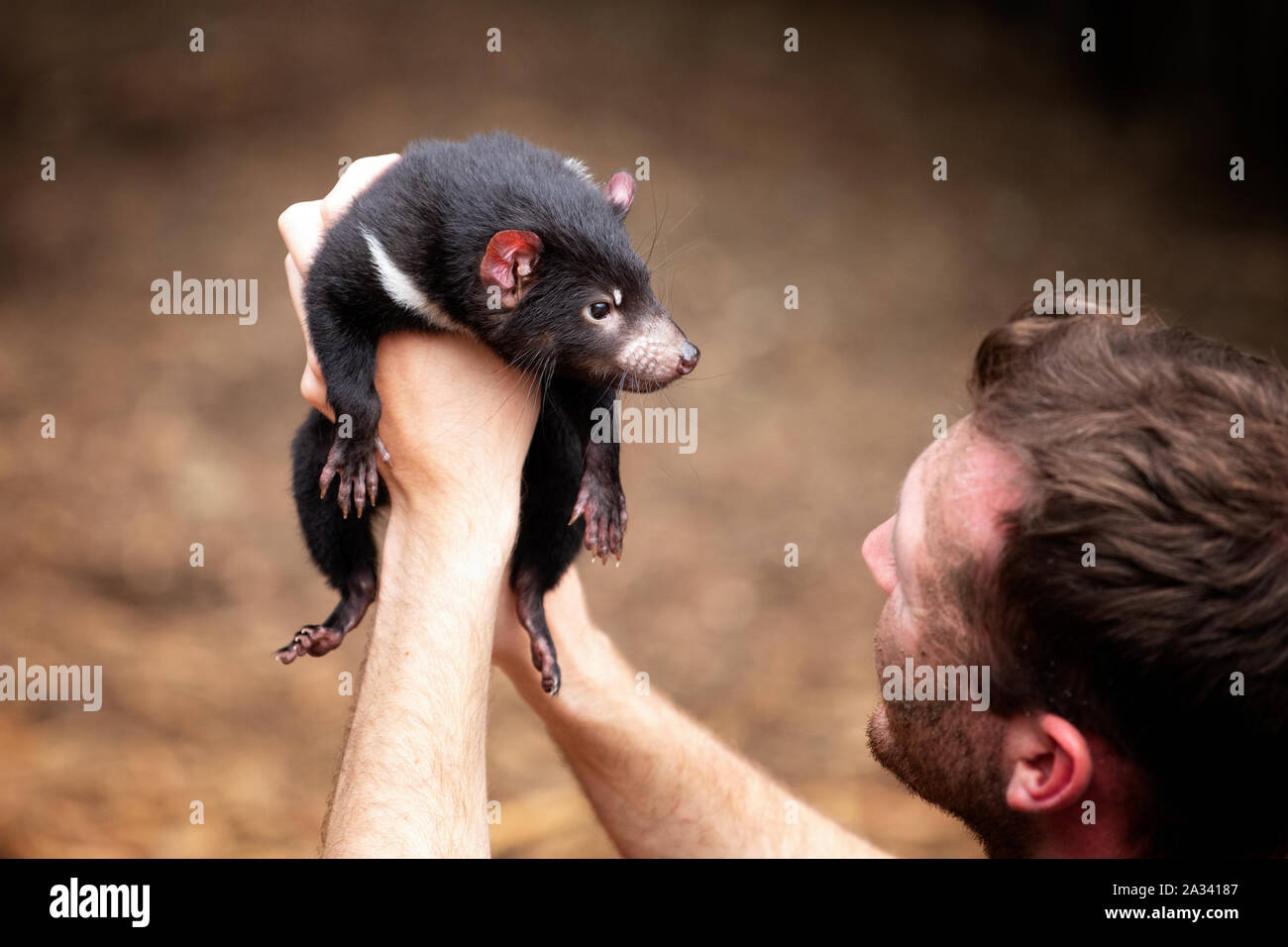 Baby Tasmanische Teufel von einem Wächter an der Reptile Park, in der Nähe von Sydney, Australien, am 1. Oktober 2019 statt Stockfoto