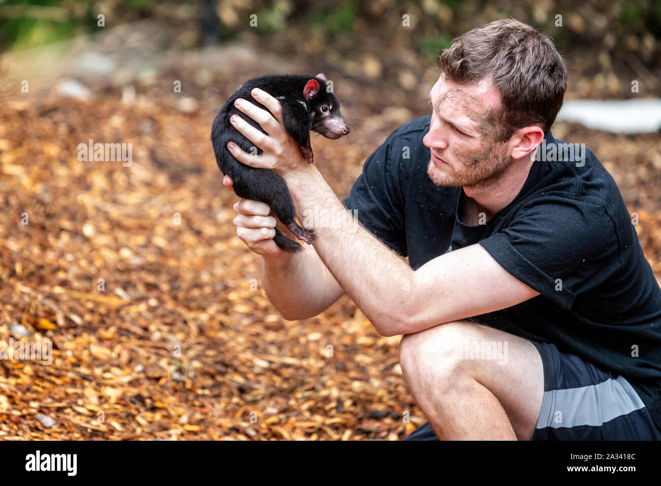 Baby Tasmanische Teufel von einem Wächter an der Reptile Park, in der Nähe von Sydney, Australien, am 1. Oktober 2019 statt Stockfoto