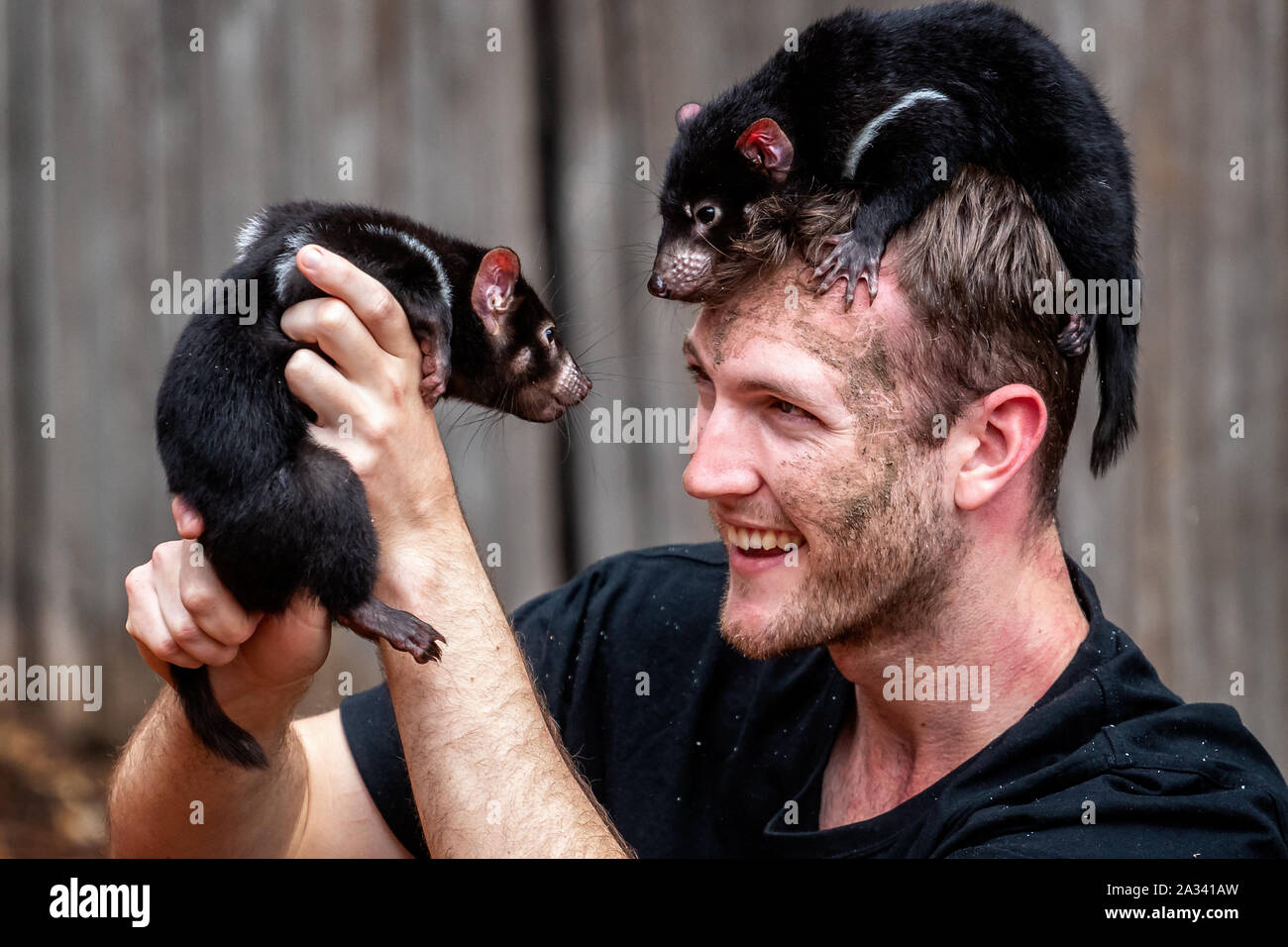 Paar baby Tasmanische Teufel auf dem Kopf von einem Wächter an der Reptile Park, in der Nähe von Sydney, Australien, am 1. Oktober 2019 Stockfoto