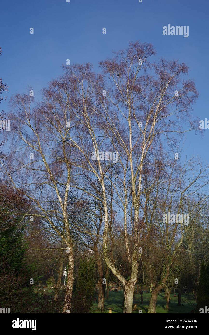 Silber Birken (Betula pendula) an einem sonnigen Wintertag. Exeter & Devon Krematorium, UK. Stockfoto