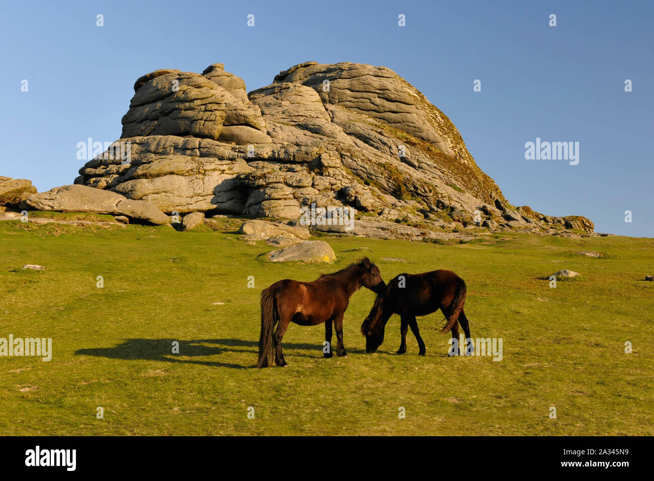 Haytor und Dartmoor Pony, Equus ferus caballus, Dartmoor, Devon Stockfoto