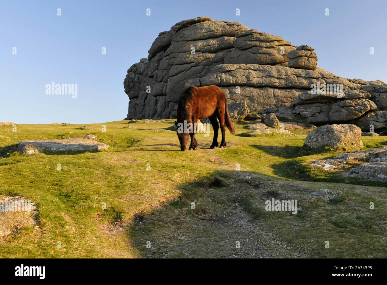 Haytor und Dartmoor Pony, Equus ferus caballus, Dartmoor, Devon Stockfoto