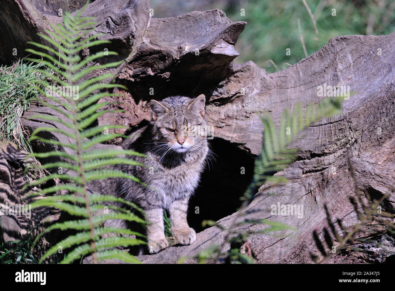 Schottische Wildkatze, Felis silvestris grampia Stockfoto