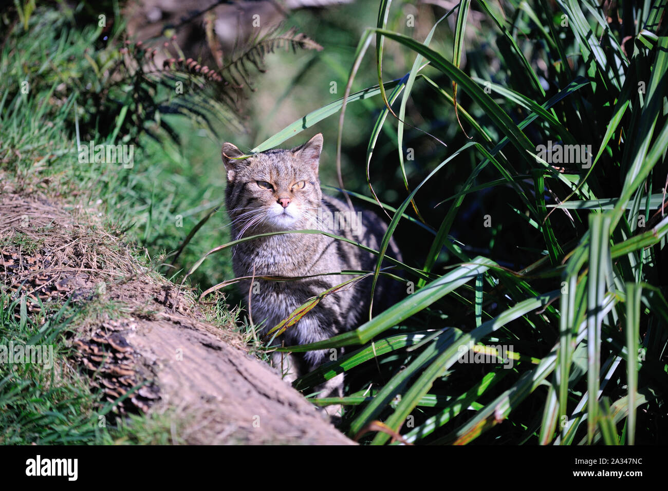 Schottische Wildkatze, Felis silvestris grampia Stockfoto