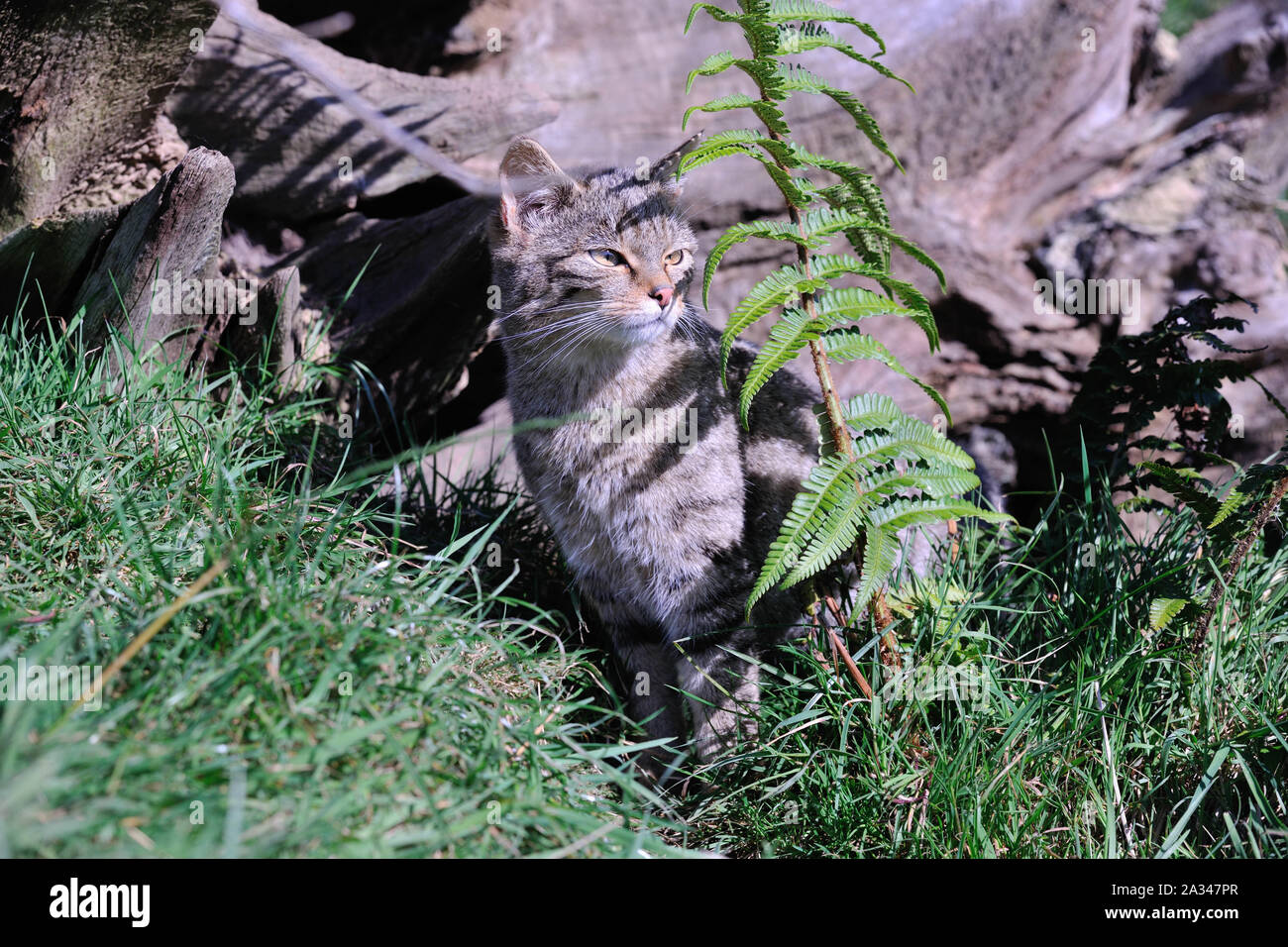 Schottische Wildkatze, Felis silvestris grampia Stockfoto