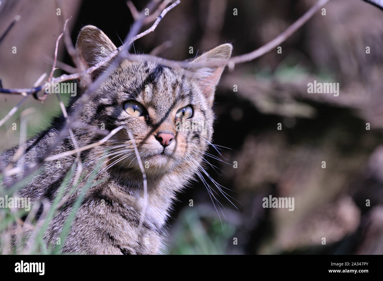 Schottische Wildkatze, Felis silvestris grampia Stockfoto