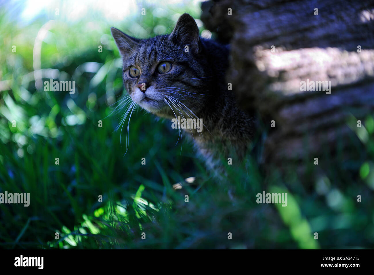 Schottische Wildkatze, Felis silvestris grampia Stockfoto