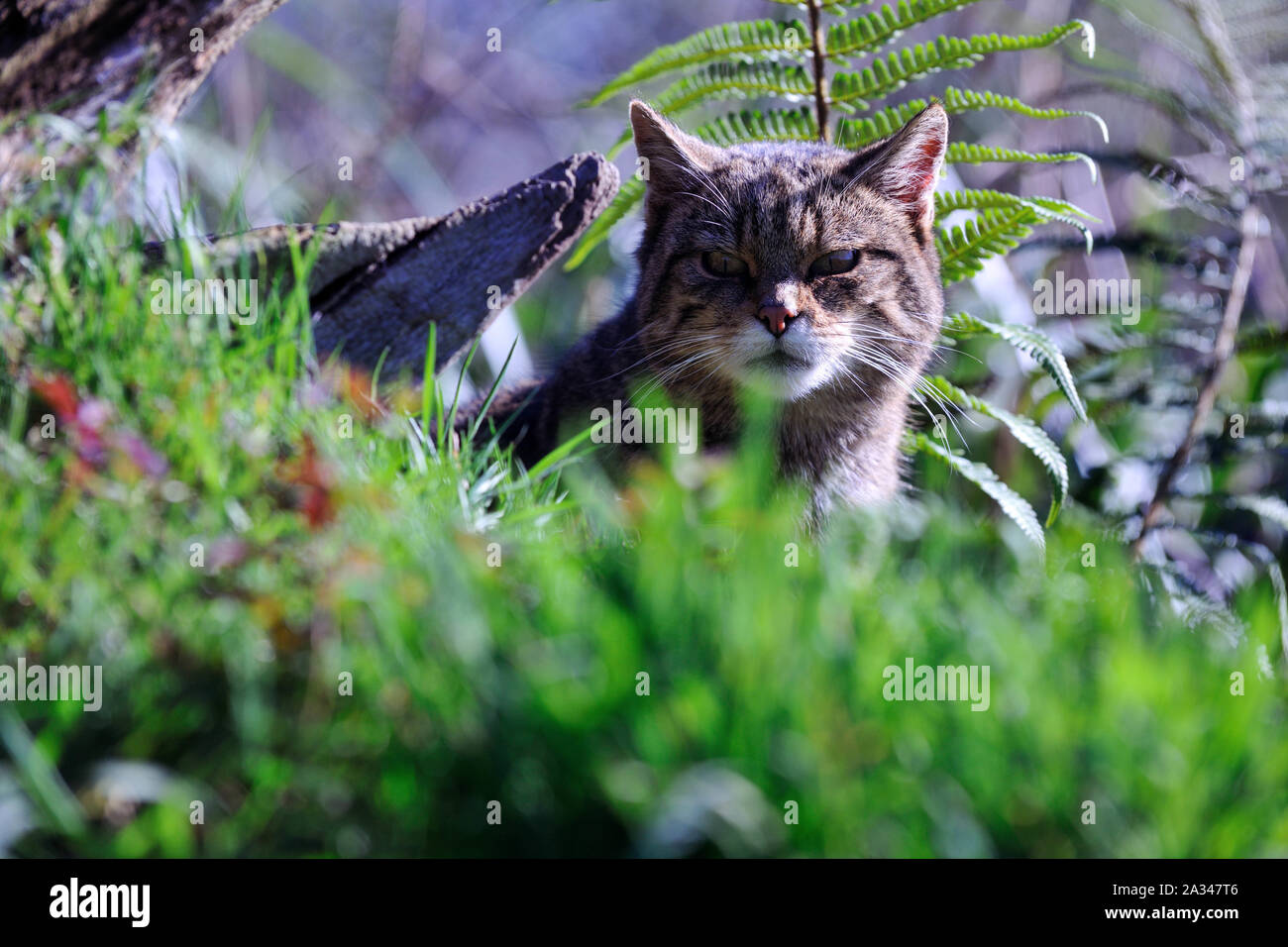 Schottische Wildkatze, Felis silvestris grampia Stockfoto