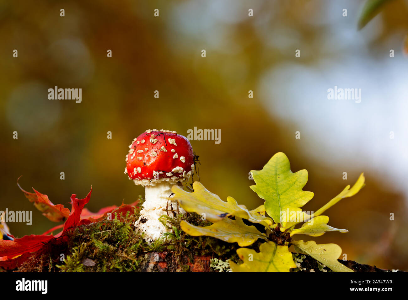 Red fly agaric Pilz (Amanita muscaria) mit einem roten Ahornblatt im Herbst Wald Stockfoto