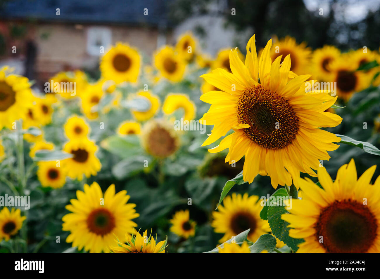 Bereich der schönen gelben Sonnenblumen Stockfoto