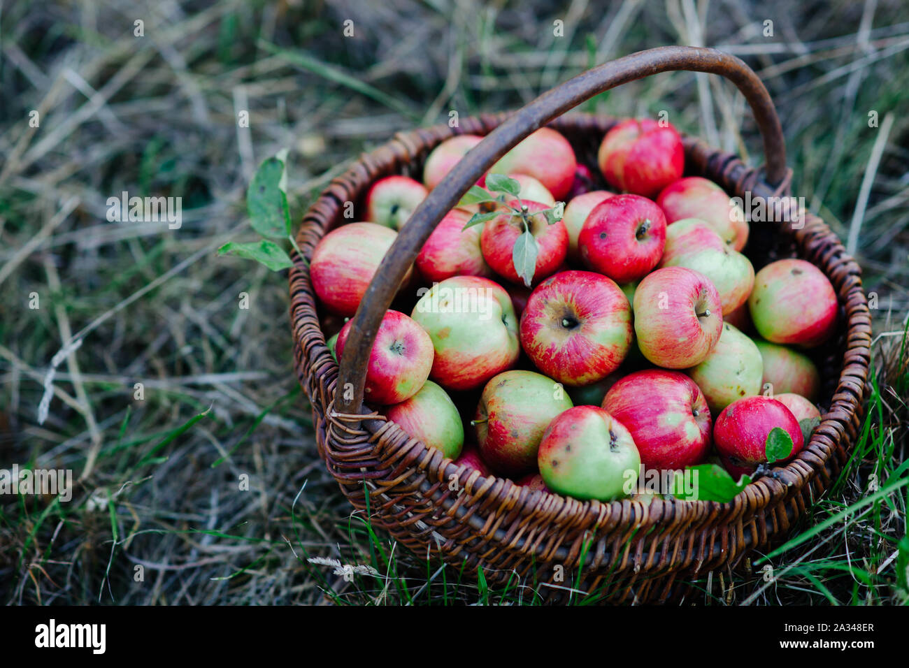 Leckere Bio Apfel in einem Weidenkorb im Obstgarten Stockfoto