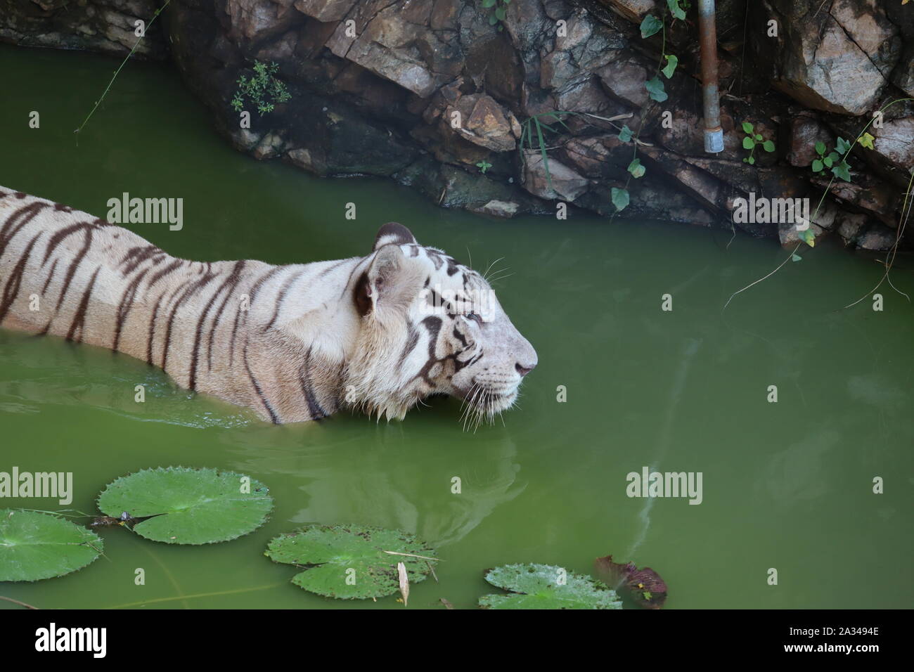Weiße Tiger im Wasser Stockfoto