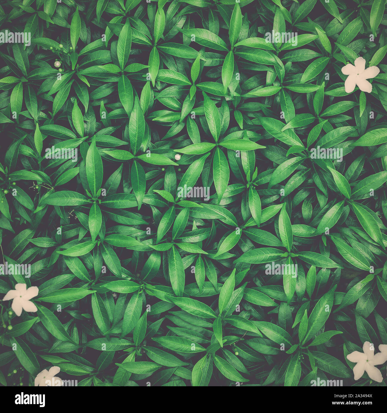 Grüne Blätter Hintergrund, Tropische Blätter Textur, Natur Konzept. Stockfoto