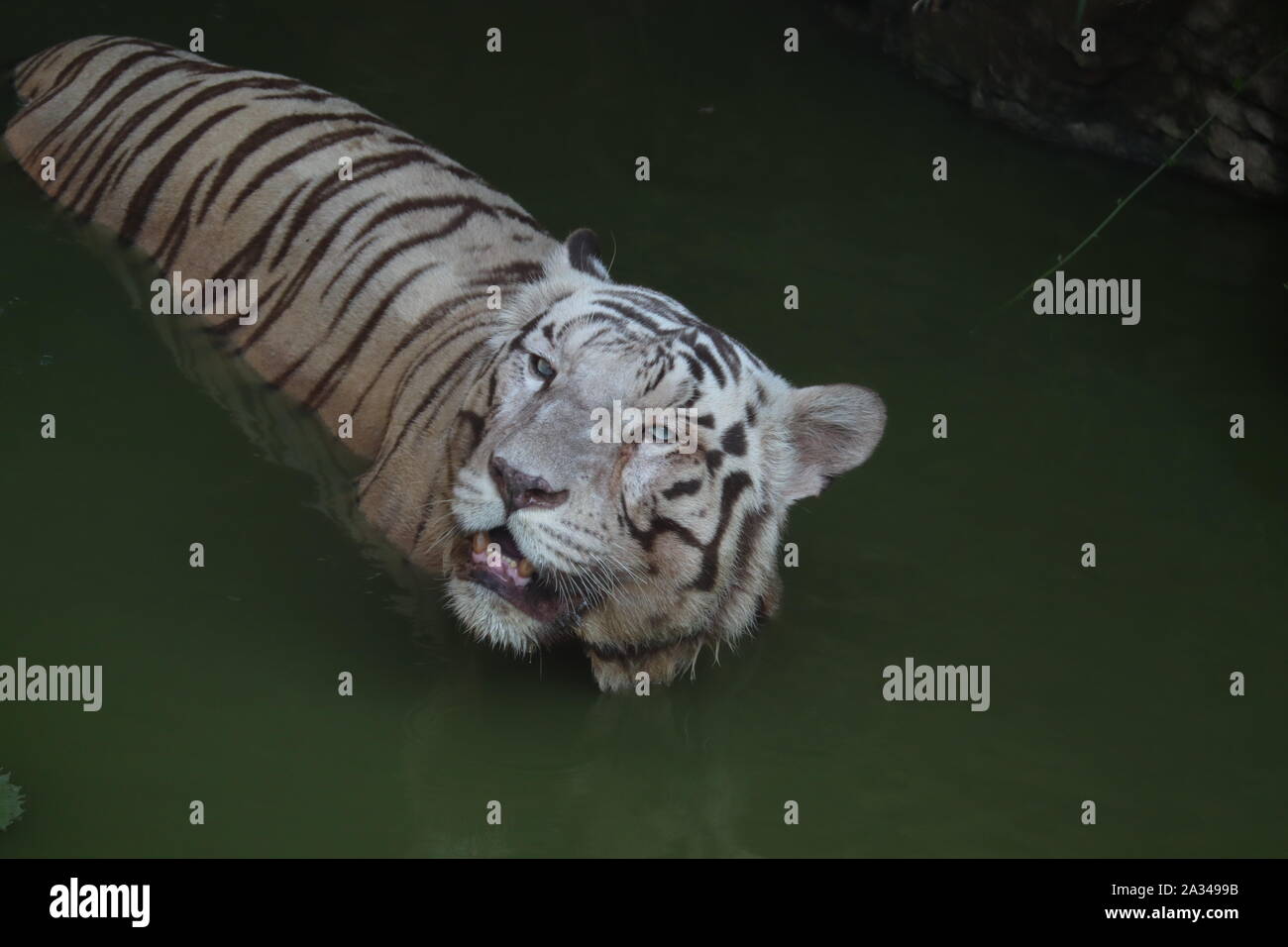 Weißer Tiger entspannen in Gefangenschaft - Bild Stockfoto