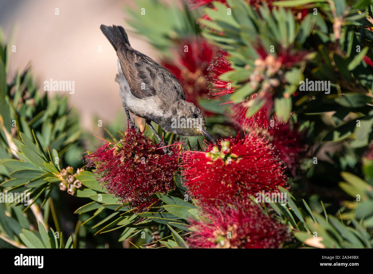 Female white-bellied Sunbird Fütterung, trinken Nektar, auch "White-breasted, Cinnyris talatala Stockfoto