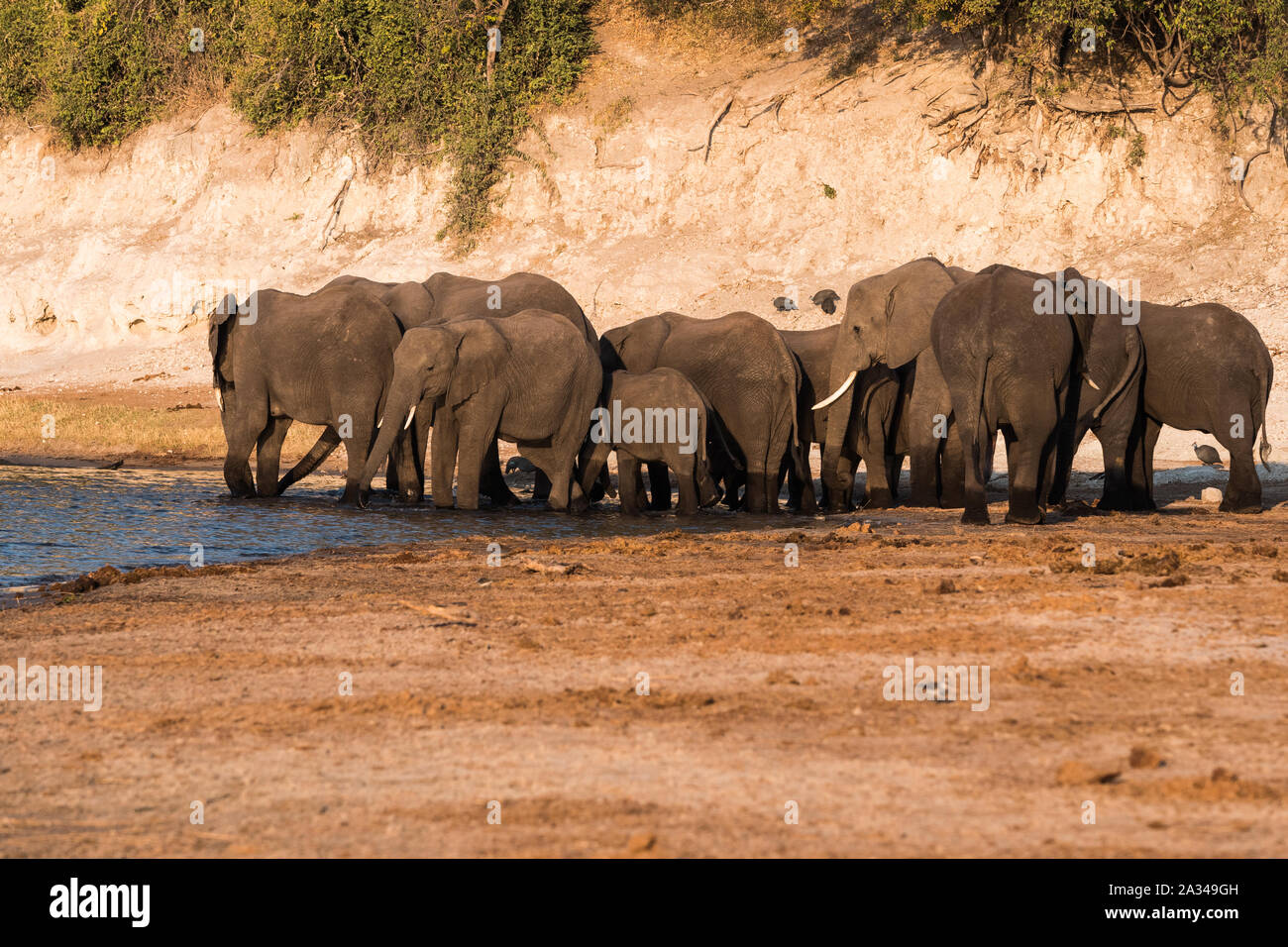 Große Elefanten Zucht Herde Trinken am Ufer des Chobe River am Abend, Chobe National Park, Botswana Stockfoto