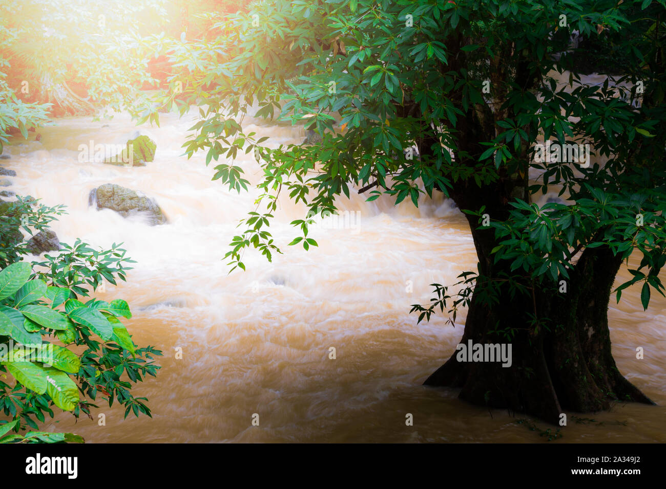 Tropischer Regenwald und Stream mit Sunbeam in der Provinz Phang Nga, Thailand Stockfoto