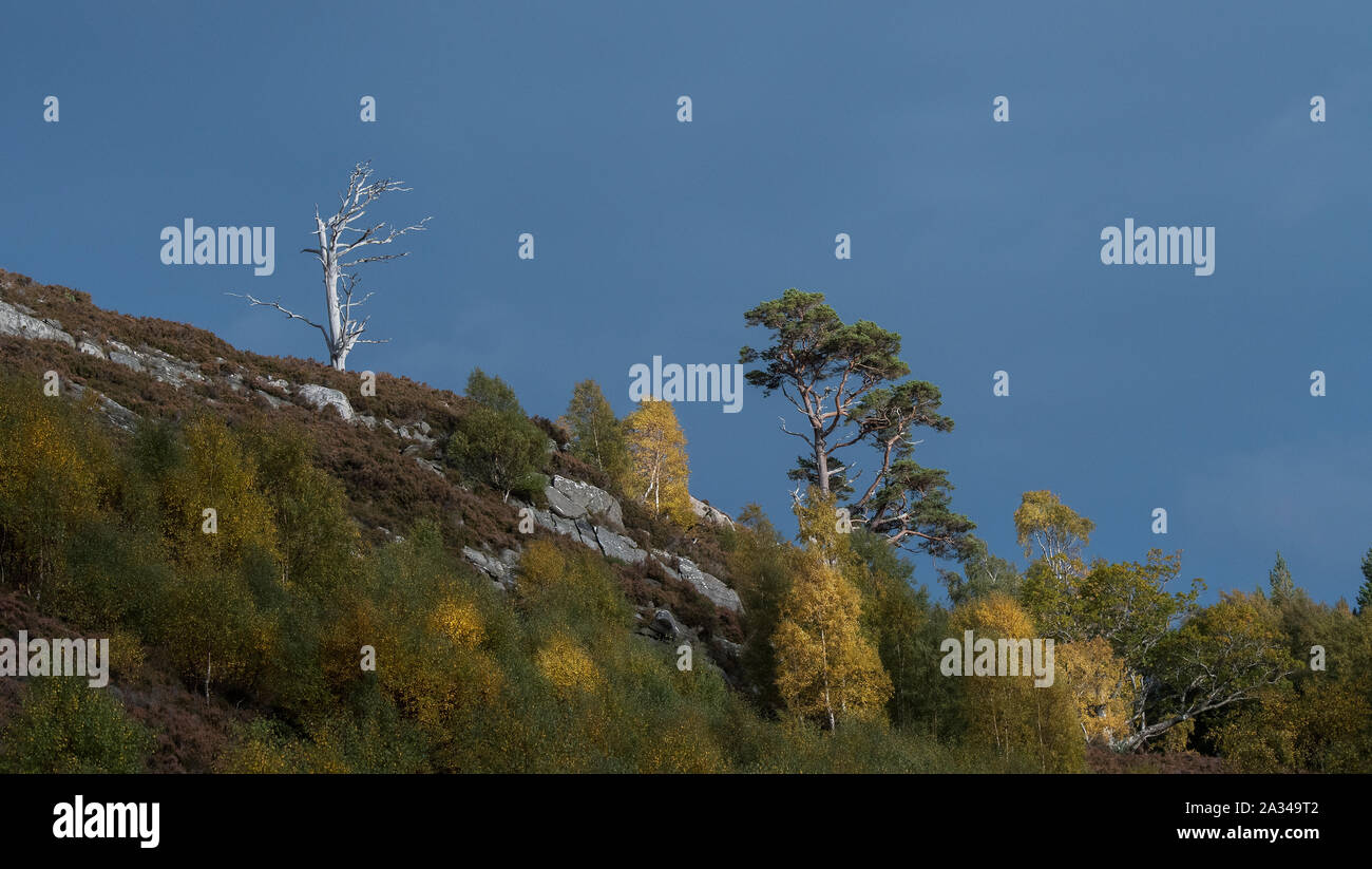 Scots Pine (Pinus sylvestris var. Scotica) und Birke (Betula pendula), Glen Affric, Cannich, Highlands Schottland Stockfoto