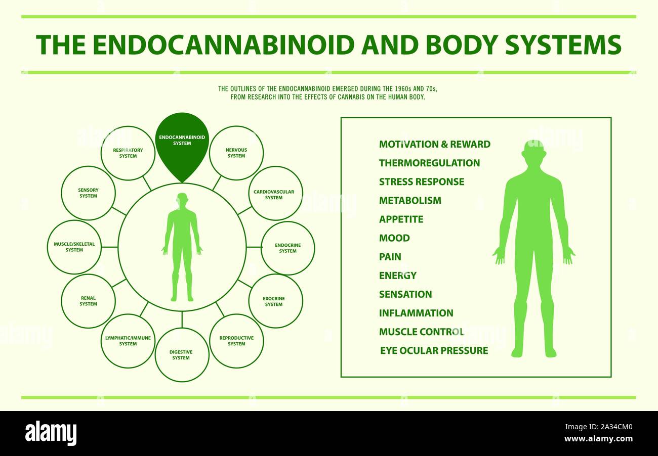 Endocannabinoid- und Karosseriesysteme horizontale Infografik Abbildung über Cannabis als Medizin, Gesundheitswesen und medizinische Wissenschaft Vektor. Stock Vektor