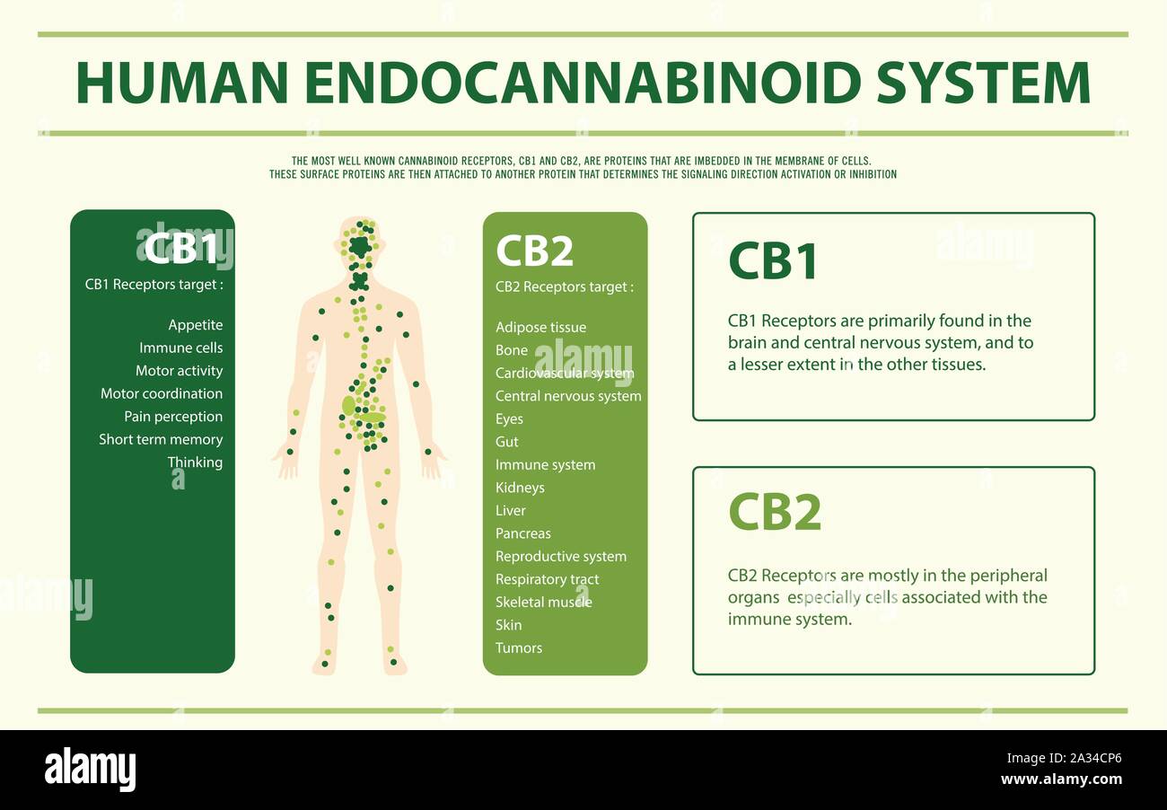 Menschliche Endocannabinoidsystem vertikale Infografik Abbildung über Cannabis als Medizin, Gesundheitswesen und medizinische Wissenschaft Vektor. Stock Vektor