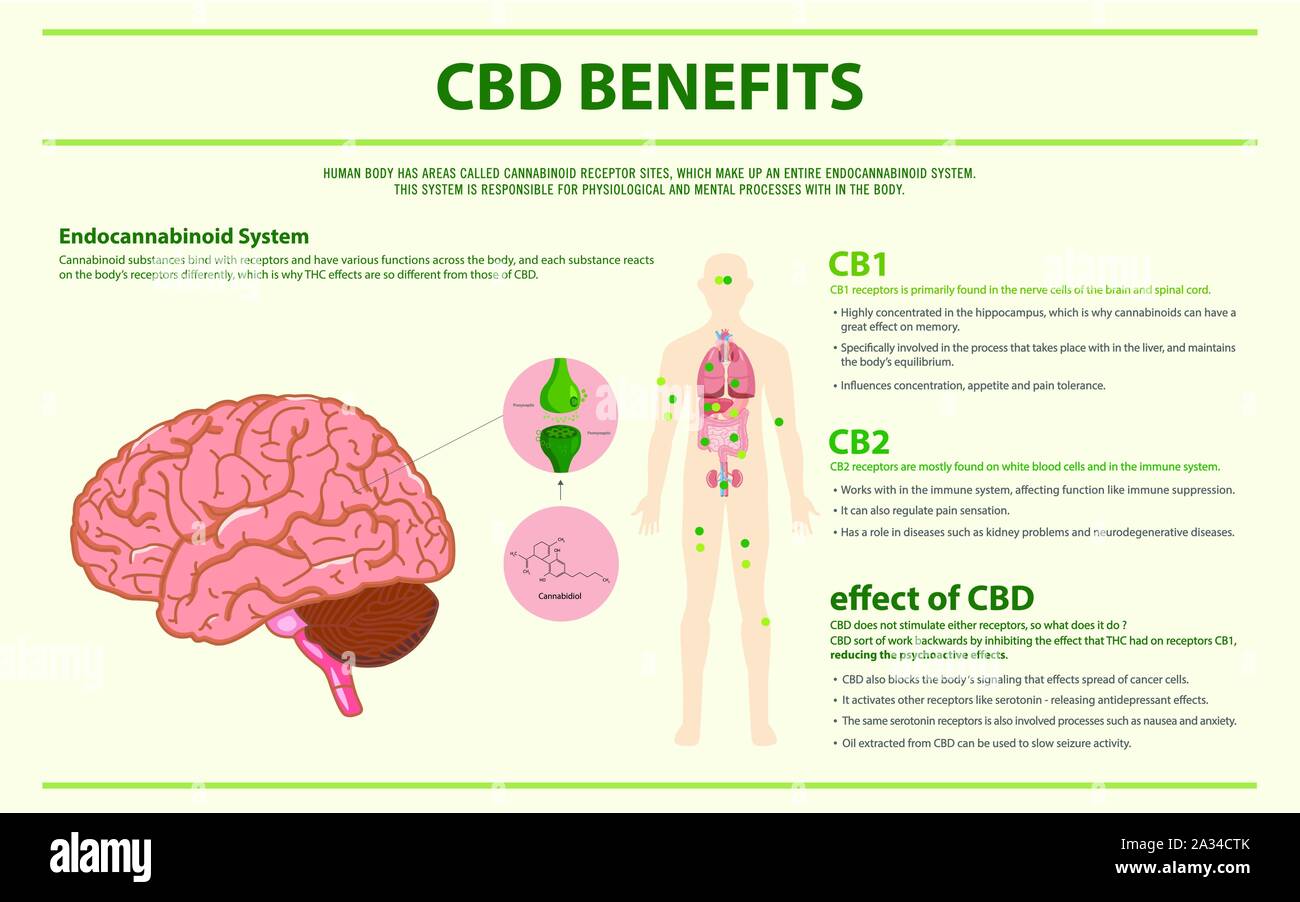 CBD Vorteile menschlichen horizontale Infografik Abbildung über Cannabis als pflanzliche Alternative Medizin, Gesundheitswesen und medizinische Wissenschaft Vektor. Stock Vektor