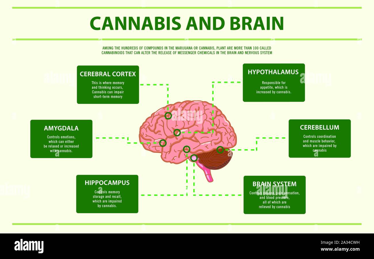 Cannabis und Gehirn horizontale Infografik Abbildung über Cannabis als pflanzliche Alternative Medizin, Gesundheitswesen und medizinische Wissenschaft Vektor. Stock Vektor