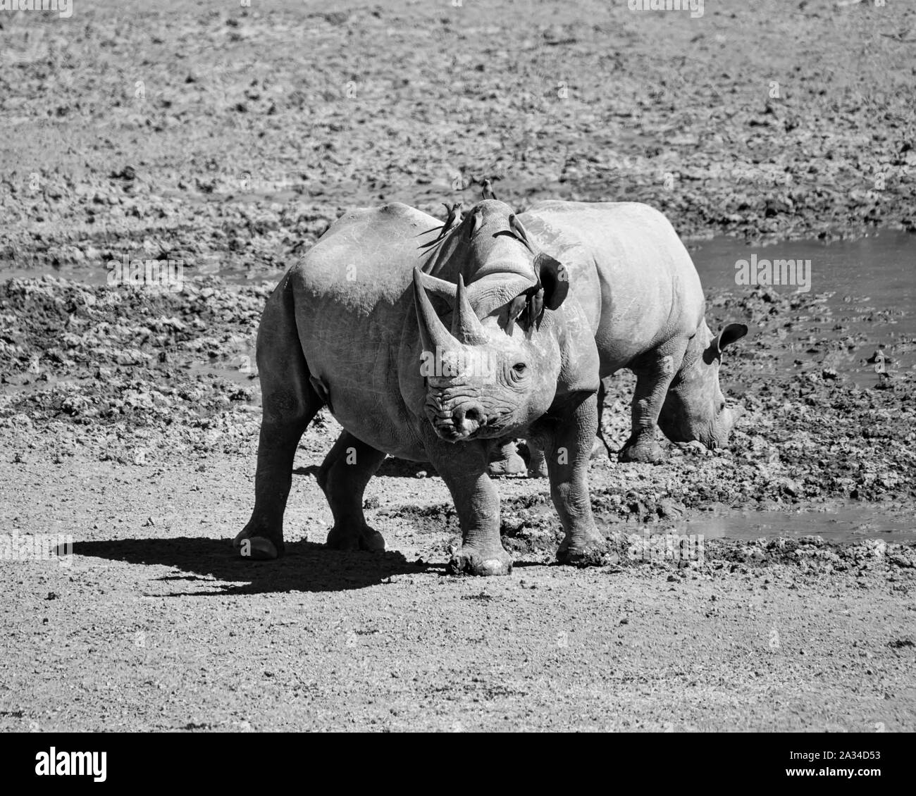 Eine Schwarze Nashorn Mutter und Kalb im südlichen afrikanischen Savanne Stockfoto