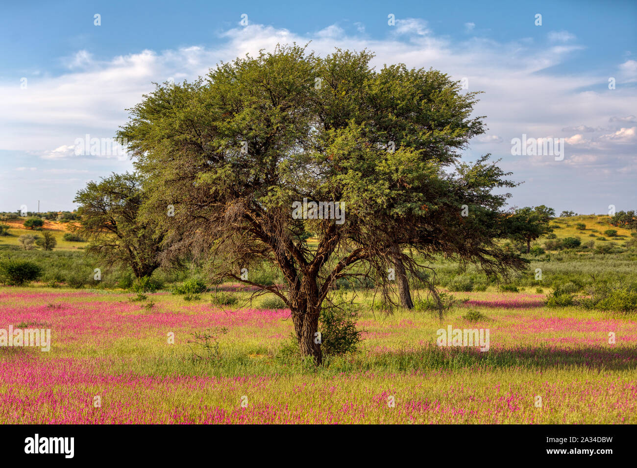 Violett blühende Kalahari Wüste nach der Regenzeit, Südafrika Wilderness Stockfoto