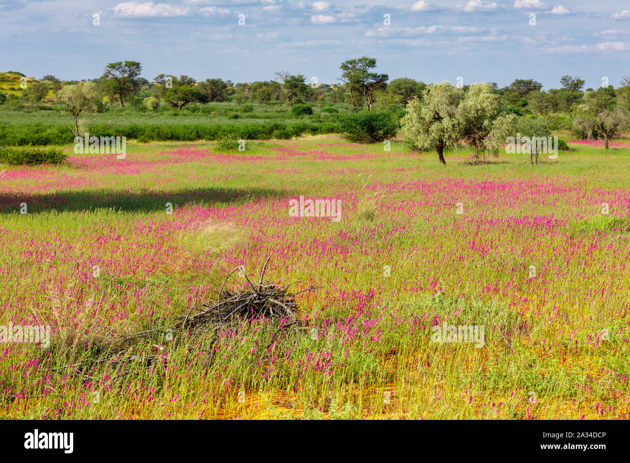 Violett blühende Kalahari Wüste nach der Regenzeit, Südafrika Wilderness Stockfoto