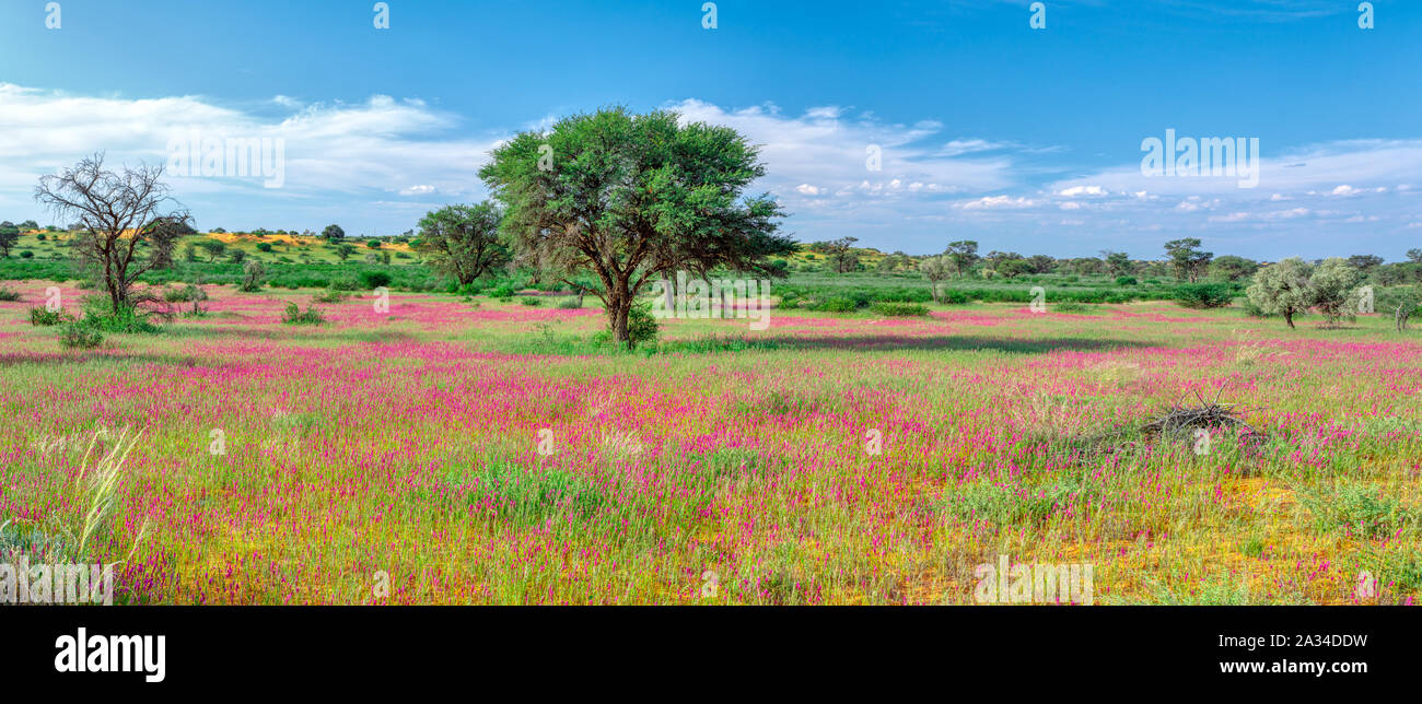Violett blühende Kalahari Wüste nach der Regenzeit, Südafrika Wilderness Stockfoto