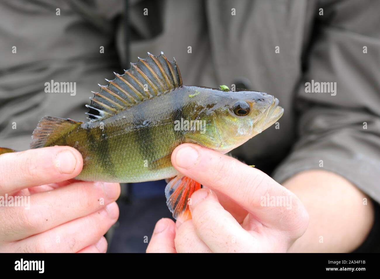 Nahaufnahme eines kleinen barsch Fischen mit Stacheln Stockfoto