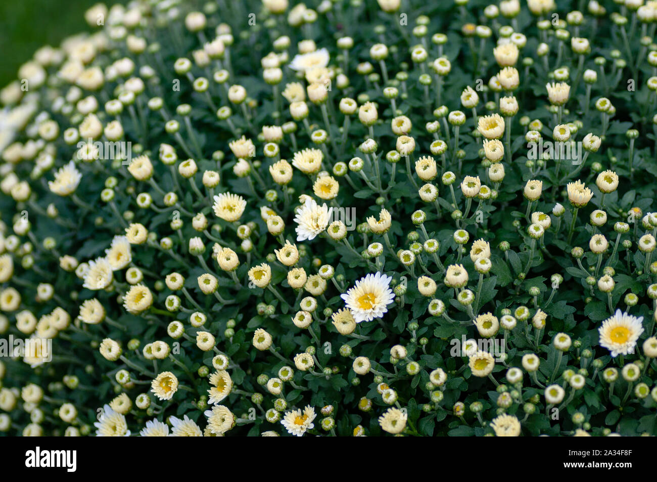 Chrysantheme Muster in Blumen Park. Cluster von gelben Chrysanthemen Blumen. Schöne chrysantheme als Hintergrund Bild. Chrysantheme Hintergrundbild Stockfoto