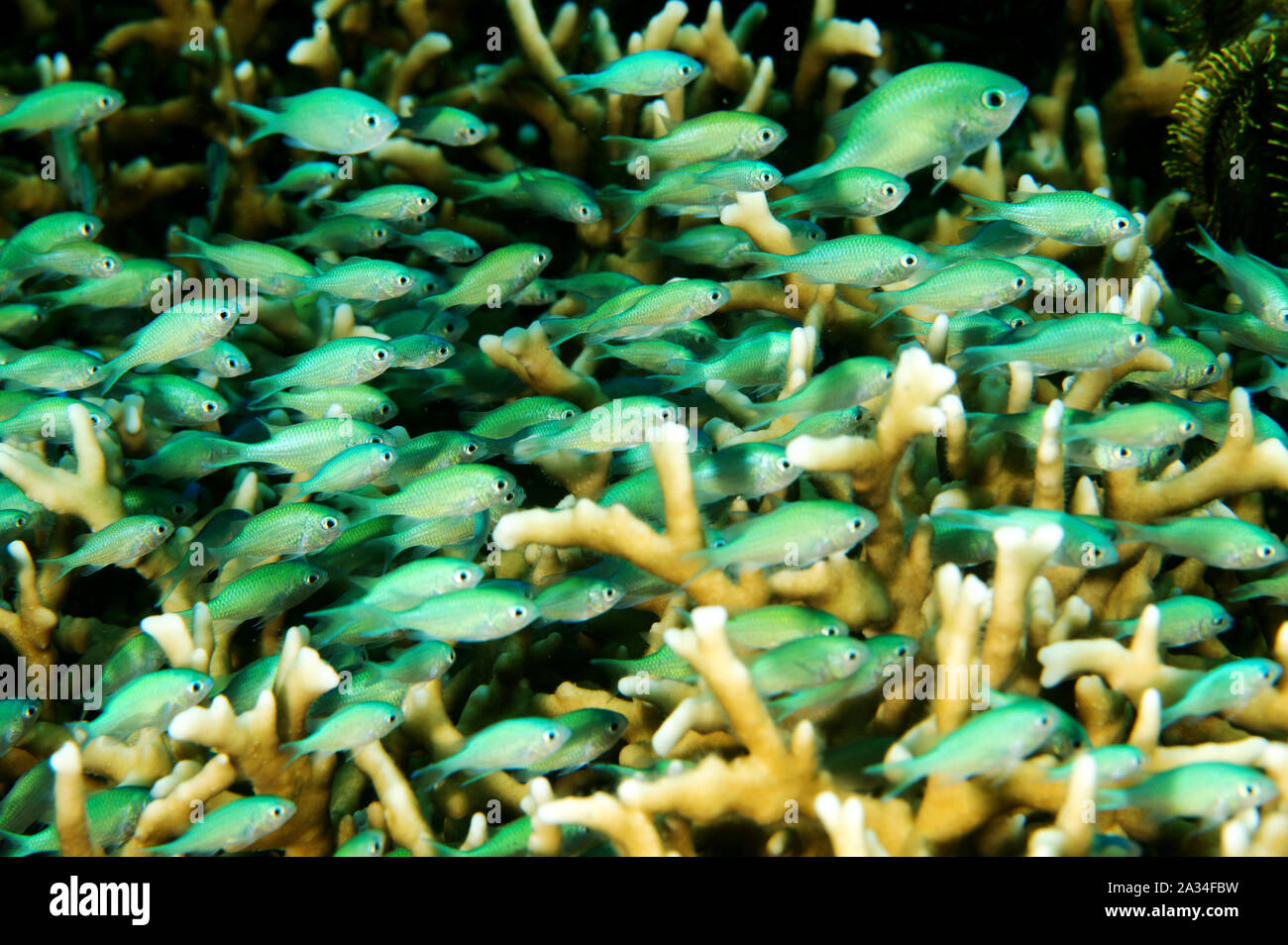 Juvenile Blue Dirnen, Chromis viridis, schützende zwischen Feuer Korallenästen, Sulawesi Indonesien. Stockfoto