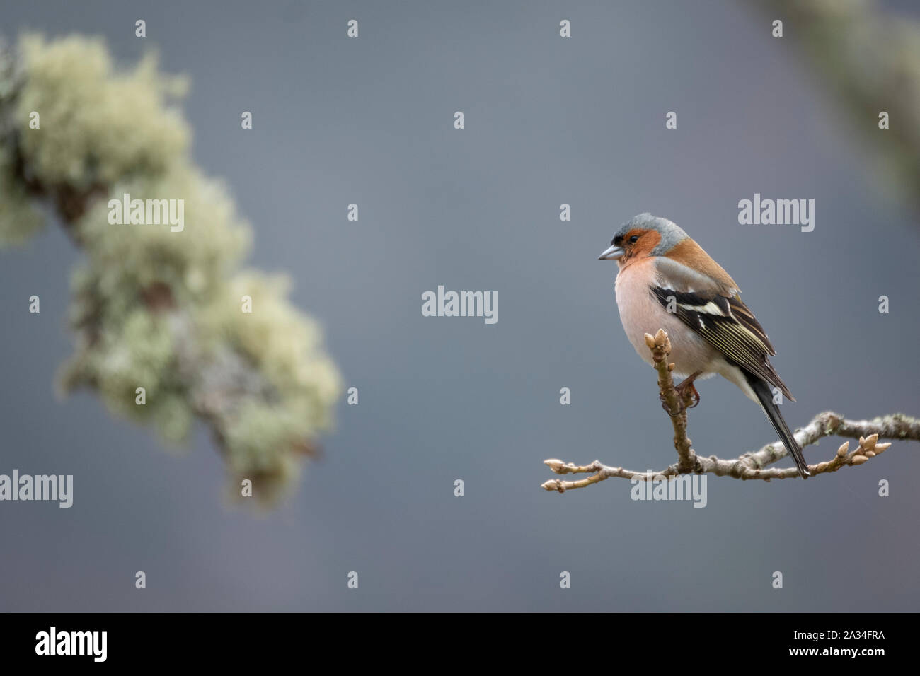 Asturien, Spanien - 19. März 2019: Buchfink auf einem Zweig Stockfoto