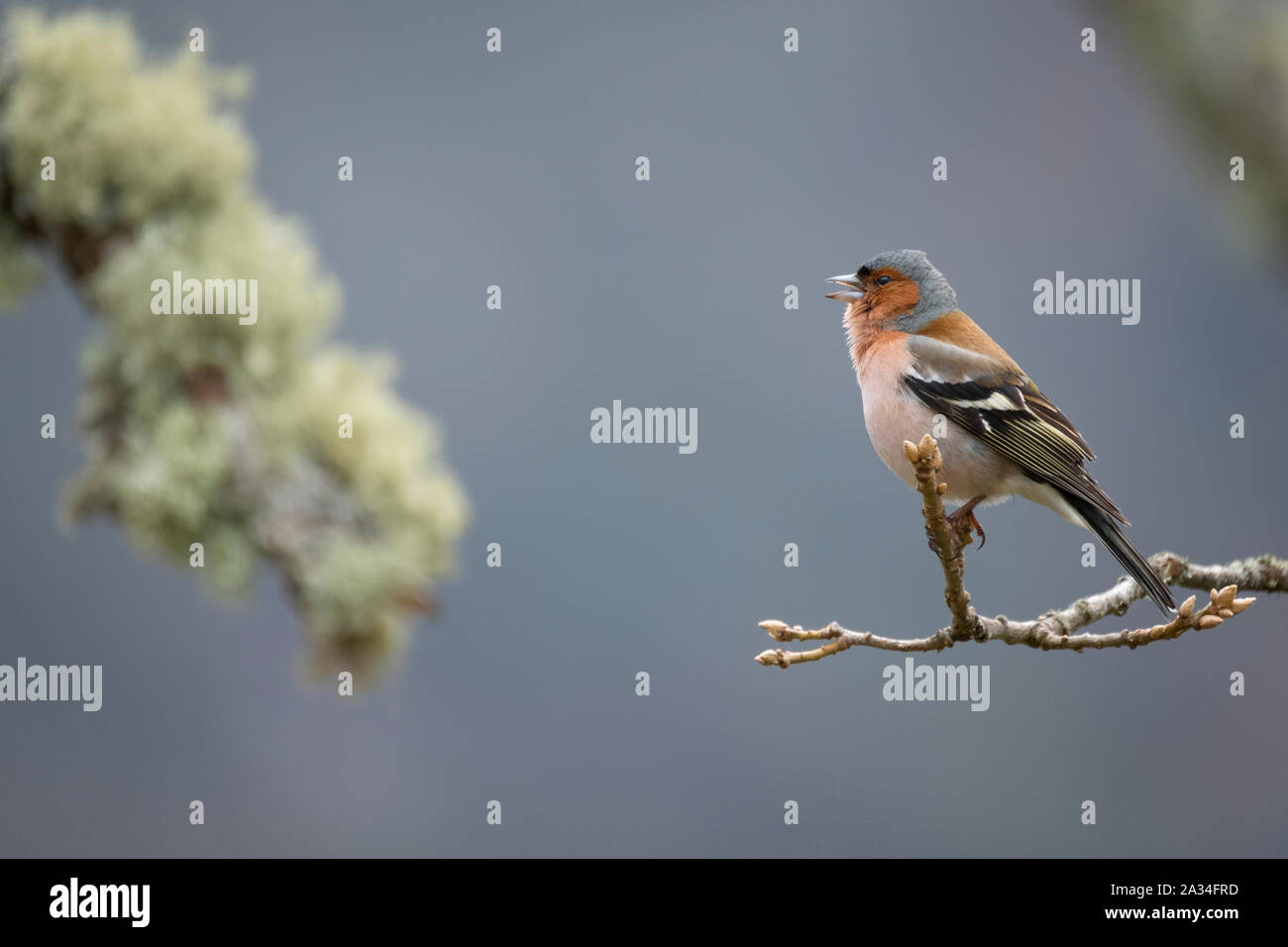 Asturien, Spanien - 19. März 2019: Buchfink auf einem Zweig Stockfoto
