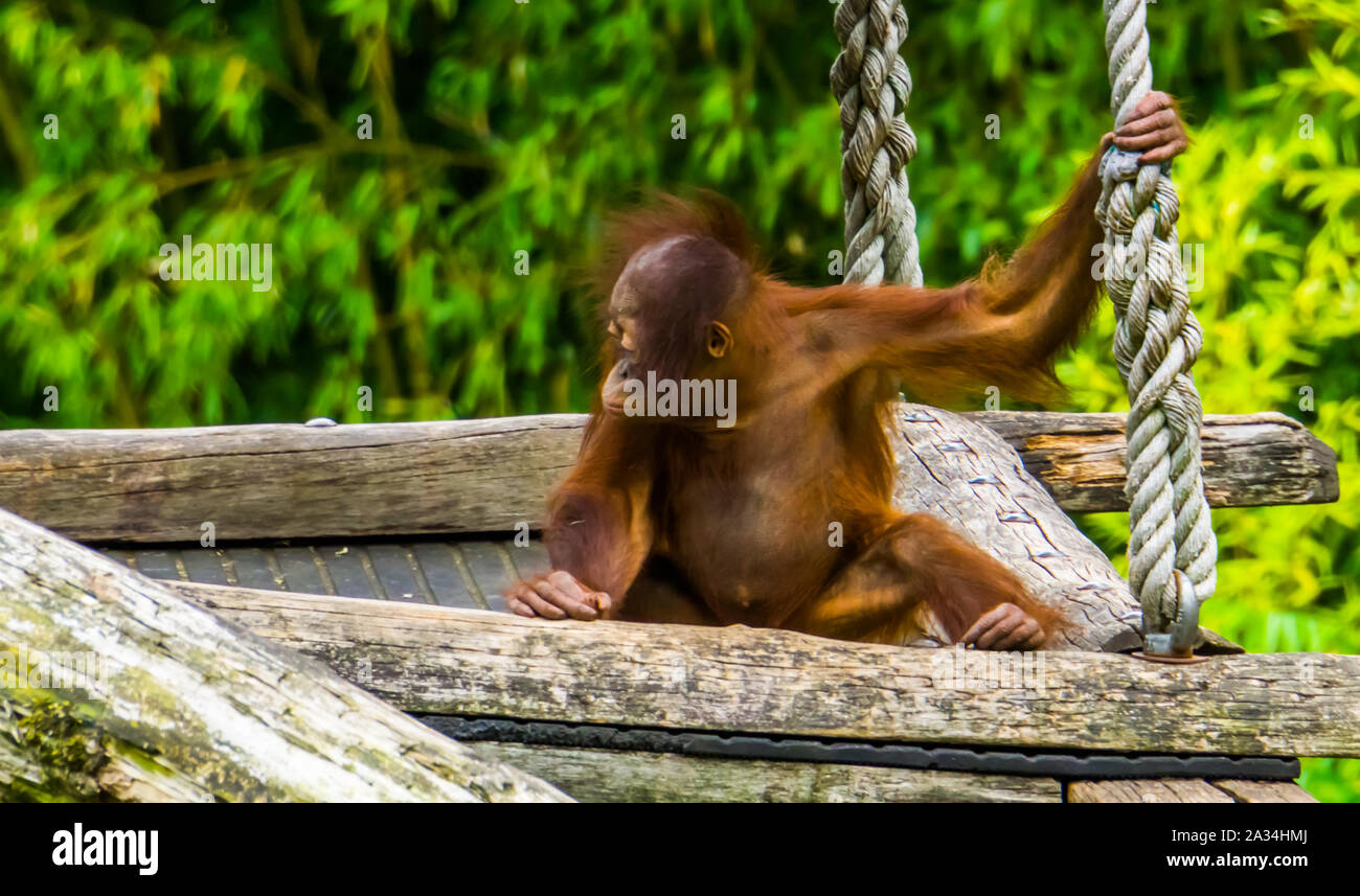 Nahaufnahme des bornesischen Orang-utan Baby, tropischen Primas, kritisch bedrohte Tierart aus Borneo Stockfoto