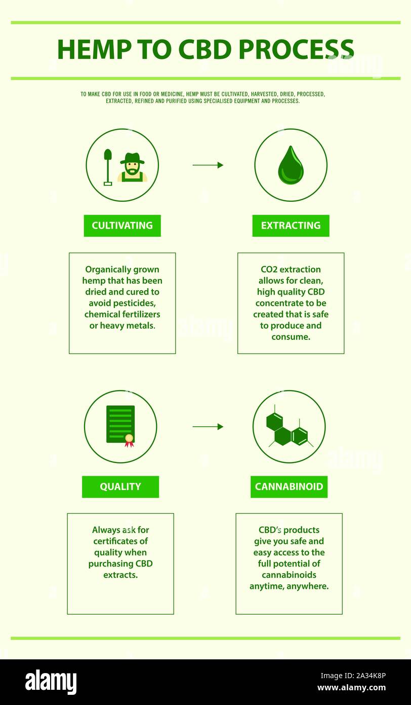 Hanf zu CBD-Prozess vertikale Infografik Abbildung über Cannabis als pflanzliche Alternative Medizin, Gesundheitswesen und medizinische Wissenschaft Vektor. Stock Vektor