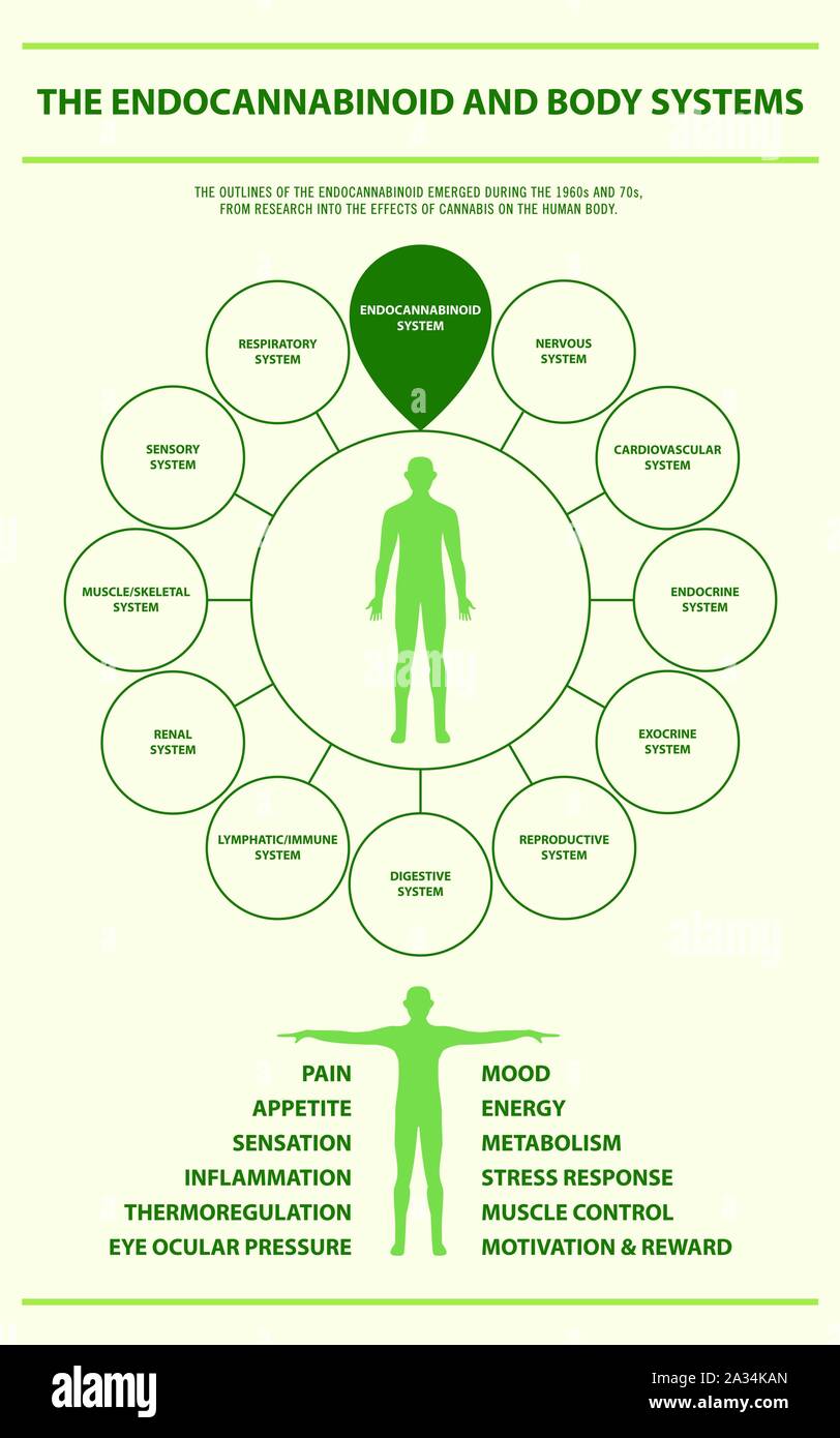 Endocannabinoid und Körper vertikale Infografik Abbildung Systeme über Cannabis als Medizin, Gesundheitswesen und medizinische Wissenschaft Vektor. Stock Vektor