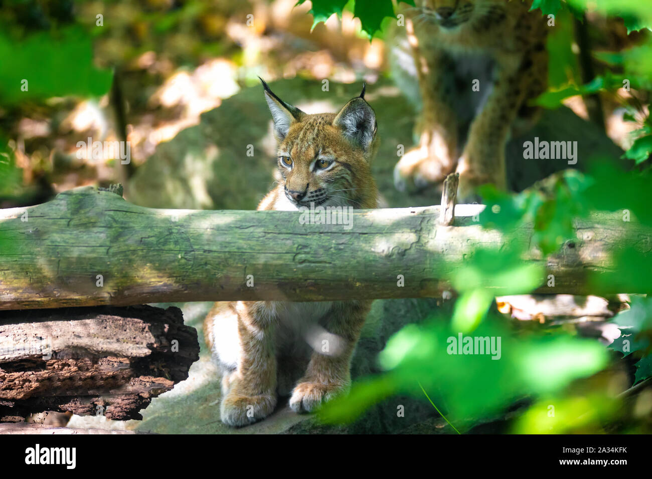 Verspielte Kätzchen von Lynx, während der aFALL utumn Saison. Tschechische Republik, Europäische Tierwelt Stockfoto