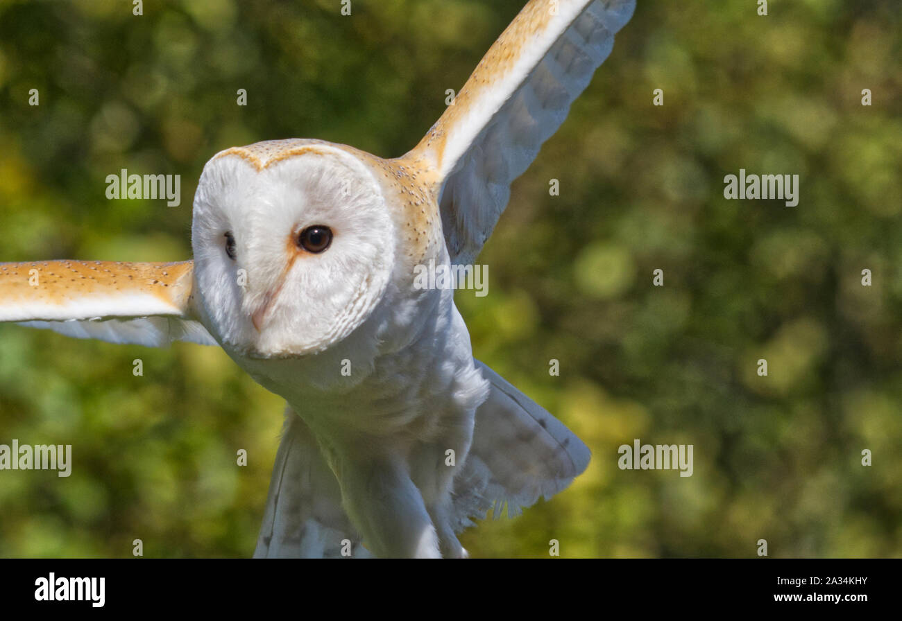 Schleiereule Stockfoto