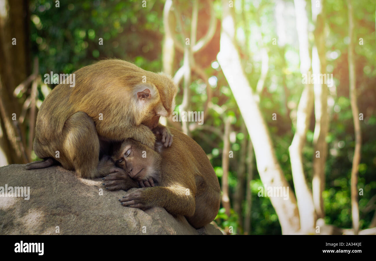 Weibliche Affen auf der Suche nach männlichen Affen unter dem Schatten der Bäume. Tierische Storytelling Konzept. Stockfoto