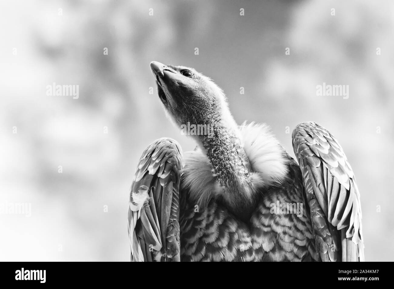 Gänsegeier Stockfoto
