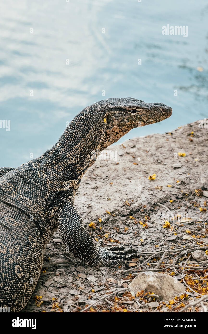 Waran oder Varanus Salvator im Lumpini Park in der Innenstadt von Bangkok. Stockfoto