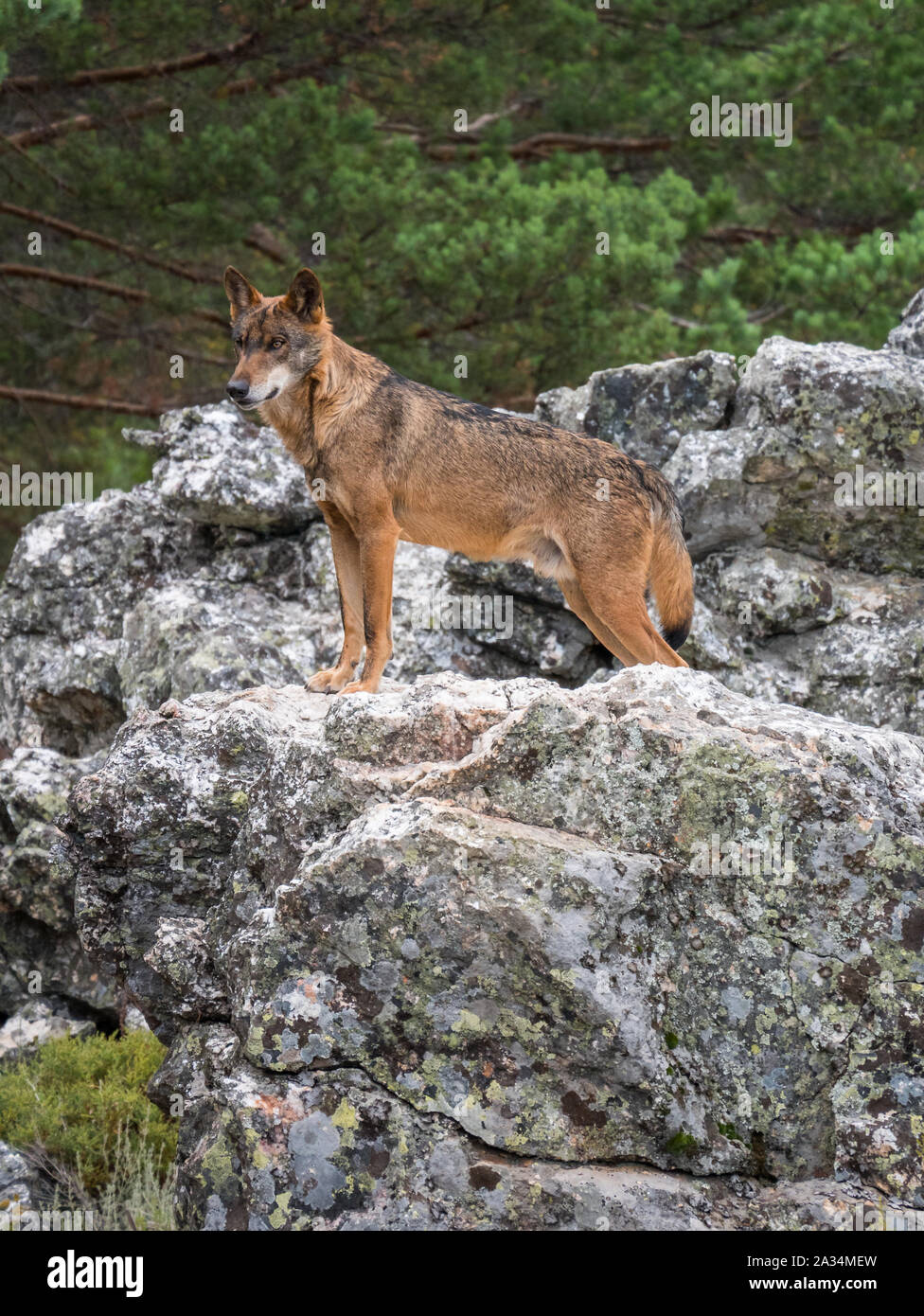 Iberischen Wolf posing auf einem Felsen in der Pine Tree Woodland Stockfoto