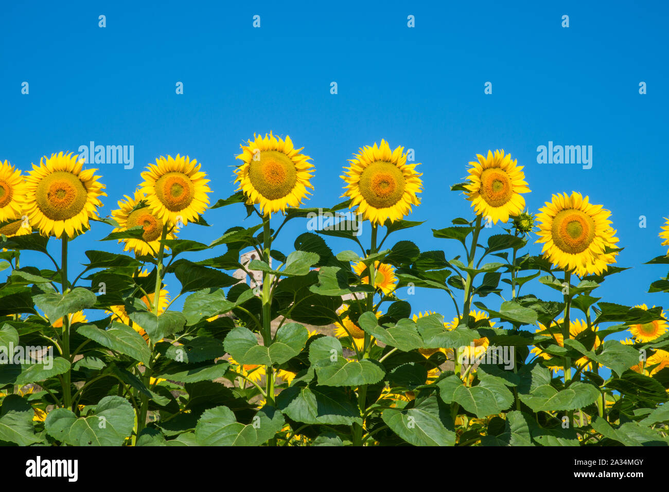 Sonnenblumen. Stockfoto