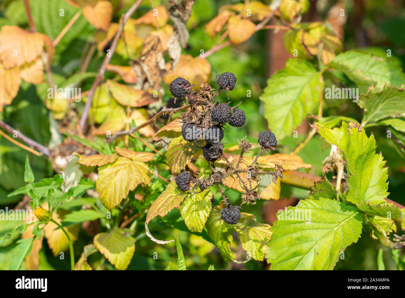 Trockene kranken Früchte der schwarzen Himbeeren auf den Hintergrund der grünen Blätter Nahaufnahme Makro. Stockfoto