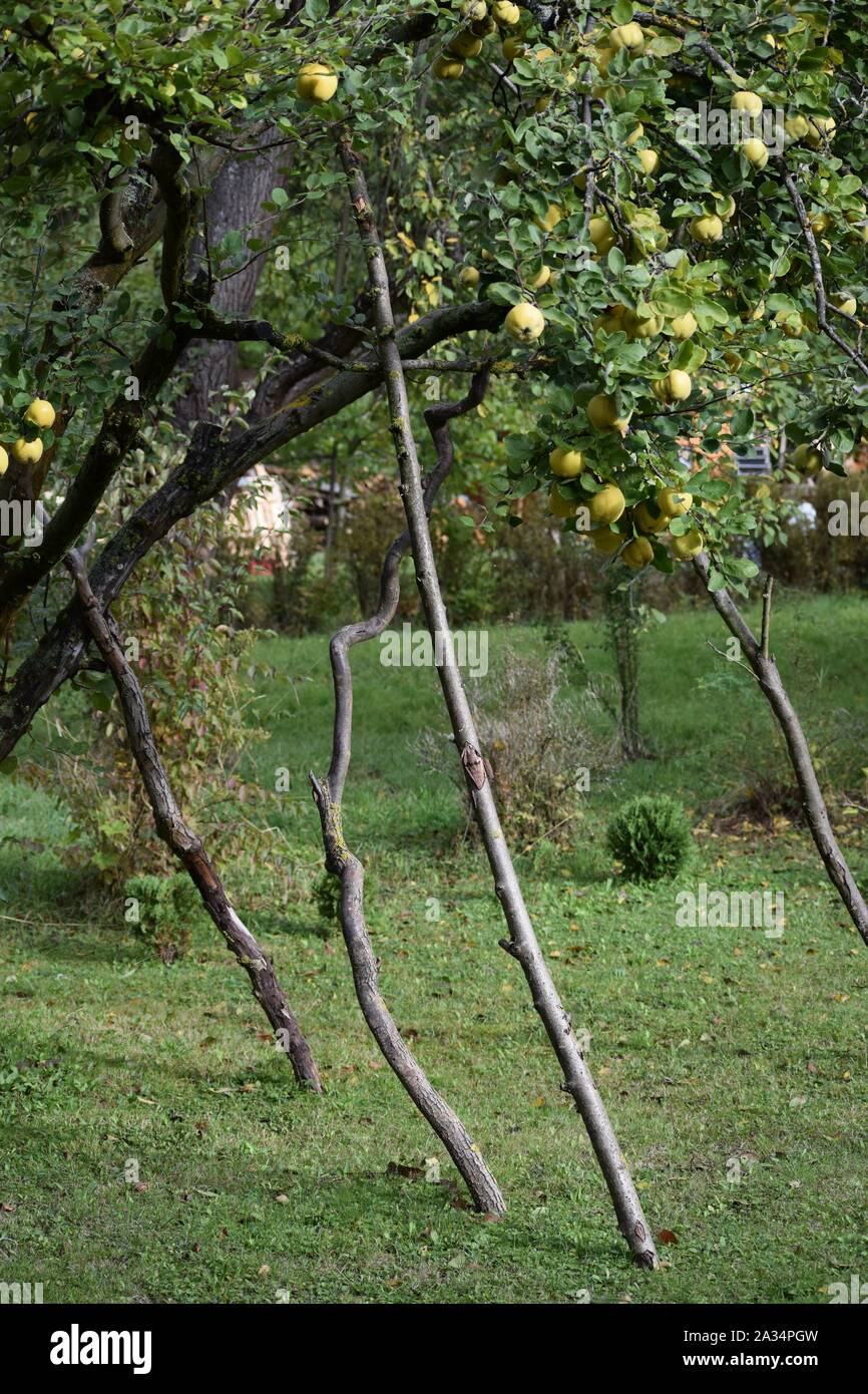 Propped Zweige von einem Apfelbaum Stockfoto