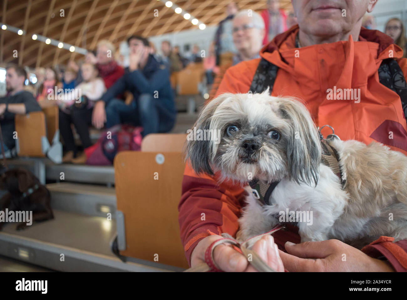 Rostock, Deutschland. 05 Okt, 2019. Ein Besucher mit seinem Shih Tzu Hund an der internationalen Rassehund Ausstellung in der Rostocker Kunsthalle. Rund 2.000 Rassehunde aus 250 verschiedenen Rassen konkurrieren auf dem Rostocker Messe mit internationalen Richtern beurteilt zu werden. Credit: Frank Hormann/dpa/Alamy leben Nachrichten Stockfoto
