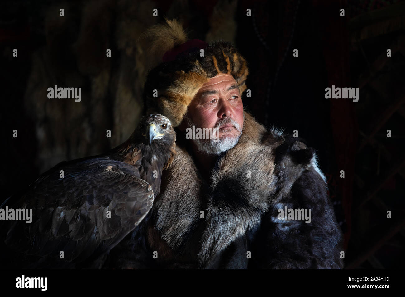 Nahaufnahme, Porträt eines alten kasachischen eagle Jäger mit seinem majestätischen Steinadler im Innenbereich in dunklen traditionellen kasachischen Ger. Ulgii, der westlichen Mongolei. Stockfoto