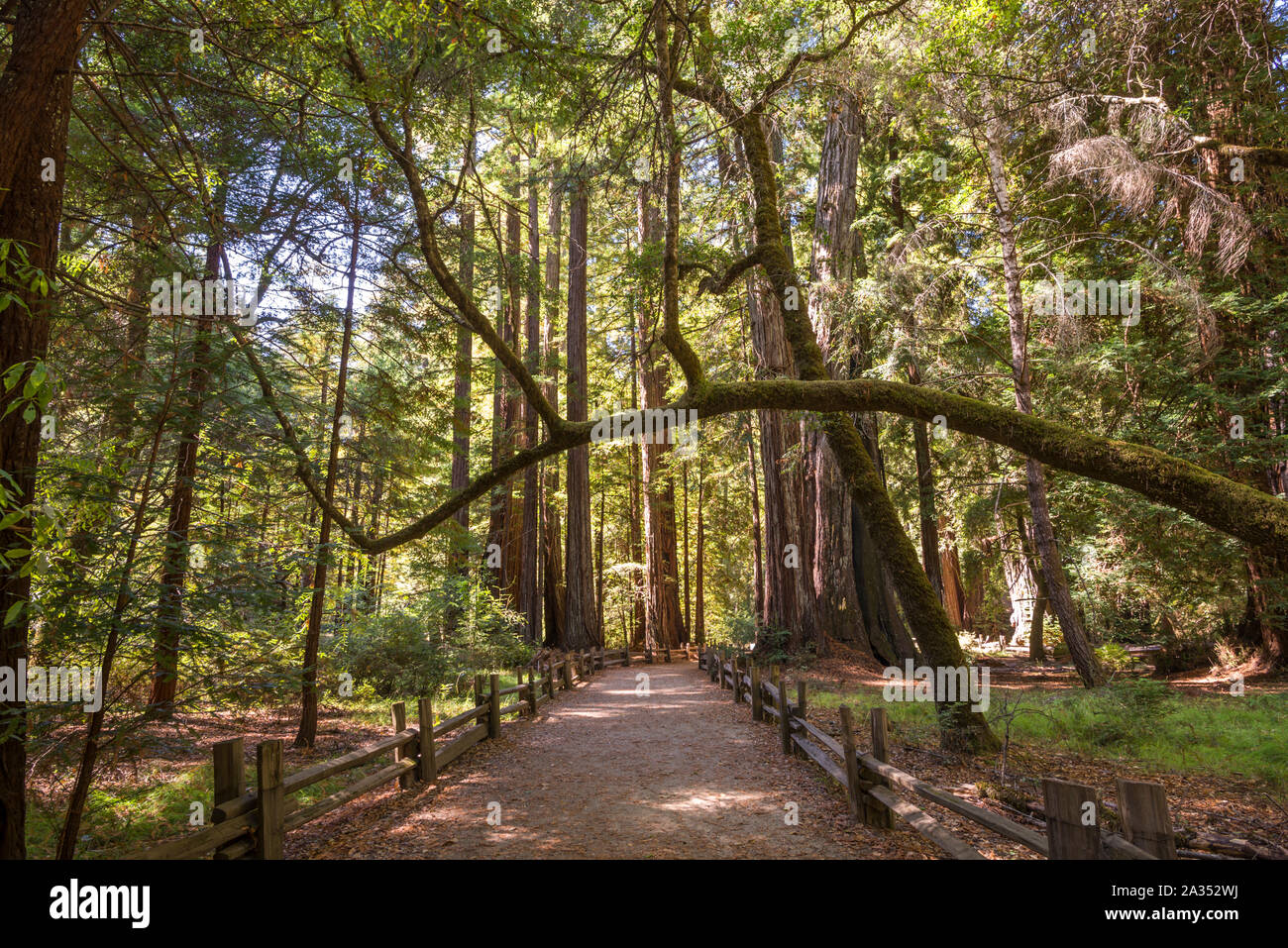 Big Basin Redwoods State Park. Santa Cruz County, Kalifornien, USA. Stockfoto